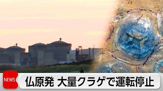 フランス原発でクラゲが大量発生　原発停止
