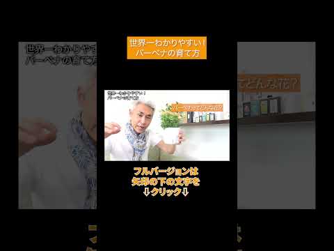 本物のバーベナ 植物