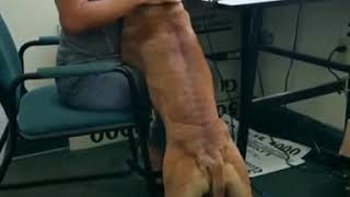 Brandy dog father