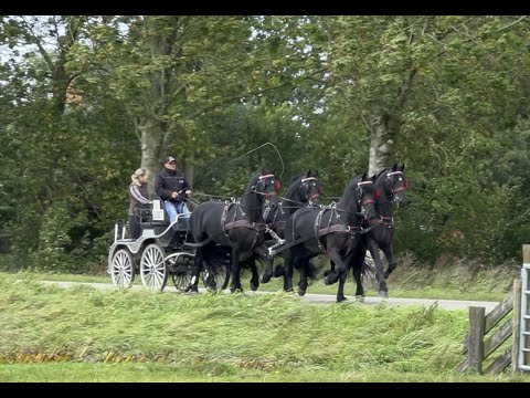 Stal Okkema's four in hand - Jan - Lieuwe - Jarco - Jille