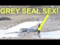 Grey Seal Mating Graphic Scenes