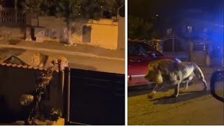Die Straßen der italienischen Stadt waren leer – mehrere Stunden lang lief ein Löwe durch sie (Video)
