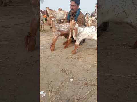 pure Makhi Cheeni quality children