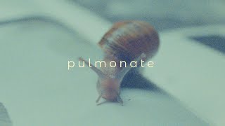 Pulmonate