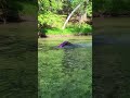 There's a mermaid in the river (purple mermaid in a woodland river) #shorts