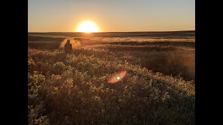 This grassland is juuussssst right: monitoring & conserving grassland songbird species
