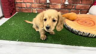 ミニチュアダックスの動画01