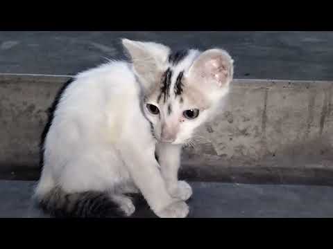 Kitten Meow Meow😺😺 || Cat Meowing😻😻 || Cute Cat 🐈🐈🐈🐈#catlover #babycat #sweetcat