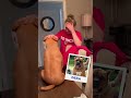 Pet Owners React To Plushies Of Their Pets That Passed ️ Cuddleclones Petloss Grief Dog