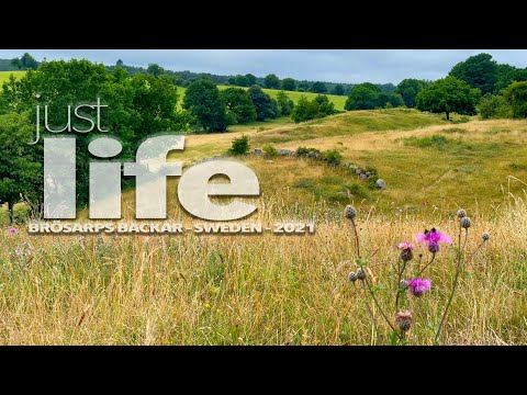 BRÖSARPS BACKAR, SWEDEN (SKÅNE) - PLACES BY PATRIK FALK 4K