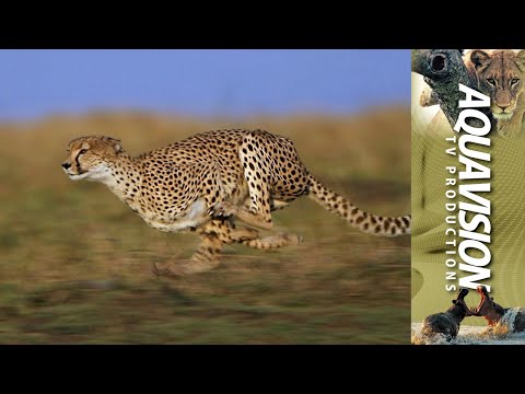 壮大なチーターチェイス: 東アフリカでの高速ガゼルの仕留め 🏃🐆🦌