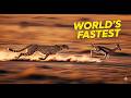 Epic Cheetah Chase High Speed Gazelle Takedown In East Africa