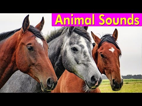 20 Amazing Animals - Animal Sounds for Children - YouTube