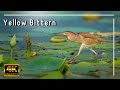 Yellow Bittern || Lots of Bird call || 4K || Click With Nikon D7500 & Nikon 200-500 ||