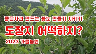 도장지 사과꽃눈 사과크기 일조권 방해하는 도장지 총정리 [사과재배]