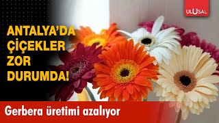 Antalya'da çiçekçiler zorda: Gerbera üretimi azalıyor