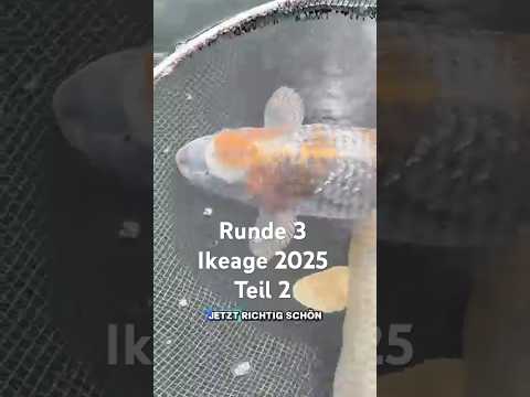 Wachstumsteich Teil 2