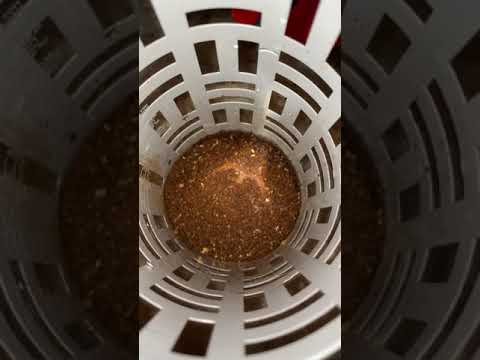 Fellow Stagg EKG Electric Kettle Real-time Heating Test