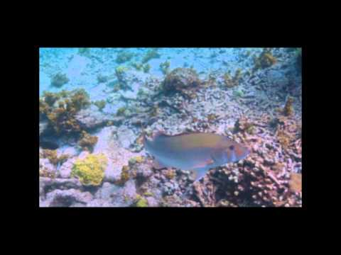 TradeWinds-New Beginnings-Cruise the Caribbean