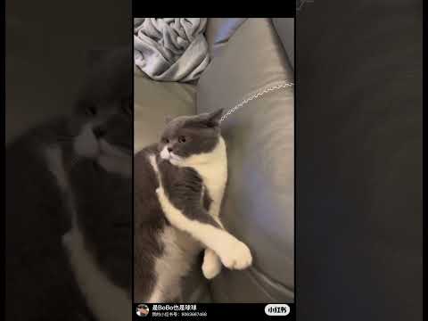 从那么乖的宝宝变成现在的逆子 #cat #喵星人 #cute #cuteanimal #pets #furries