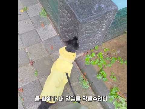 물 좋아하는 고양이가 비를 만나면...(엄마학대냥)