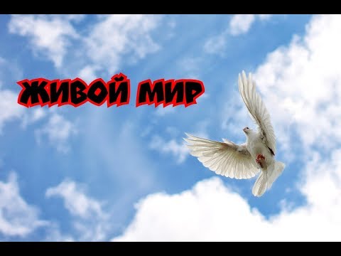 , title : 'Полёт николаевский голубей в СНГ 🕊️ Flight Nikolaev pigeons in the CIS'
