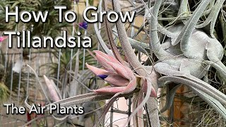 Tillandsia (Air Plants) Collection and Care 101 - Basics of Watering, Light, Mounting & Fertilizing.