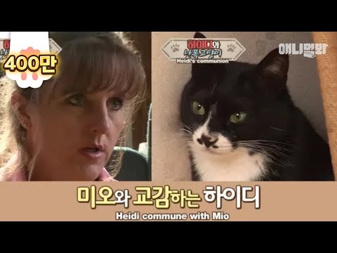 난폭해진 고양이 미오..하이디와 교감 후 변화가?