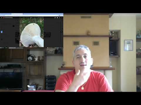 Lactarius Piperatus Conoscere i Funghi  Pillole di Micologia con Giacomo Ciabatti Ispettore Micologo