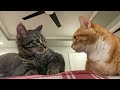 Ginger Cat Hiss At Gray Tabby Kitten