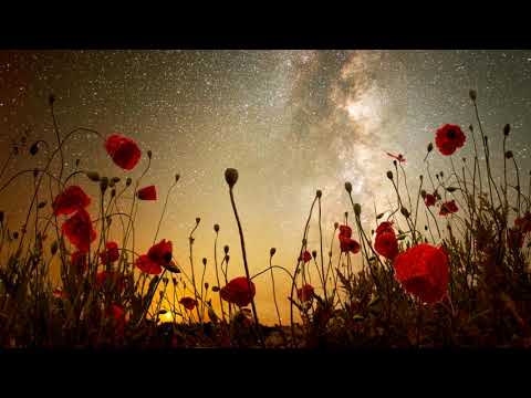 Día Sexto - Tiempos de Cambio VII (Amapolas)