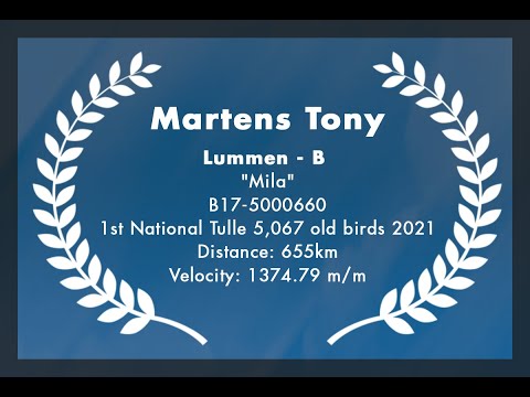 Martens Tony - Lummen: 1st National Tulle 5,067 old birds 2021