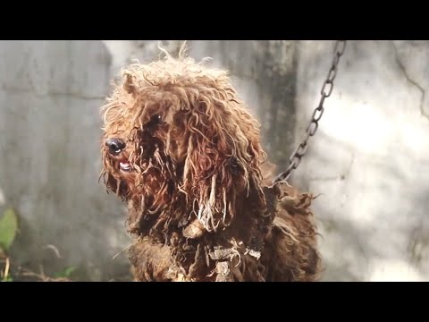 Homeless Little Teddy Has Dog Hair Completely Tangled, How Does It Survive