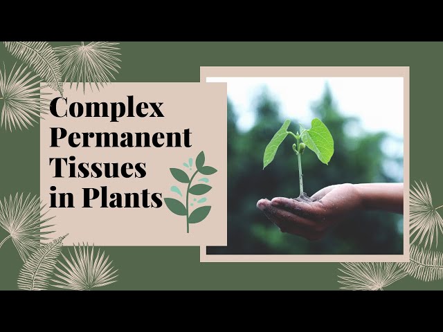 Video Pronunciation of phloem in English Video Pronunciation of phloem in English
