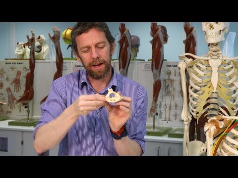 Atlas and axis vertebrae