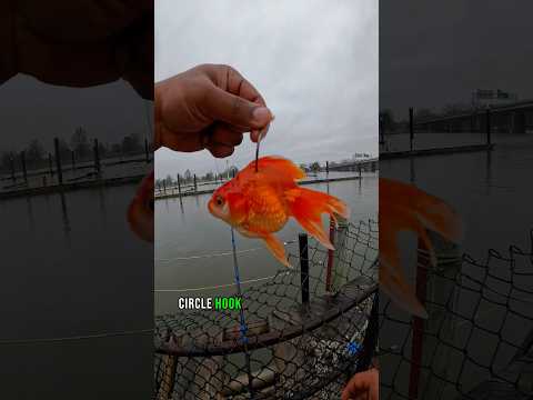 Goldfish As Live Bait Caught WHAT?