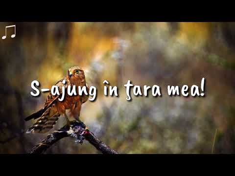 Marius Gorcea - Lacrimile de durere