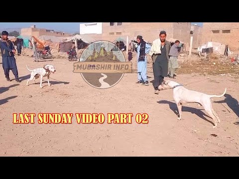 etwar bazar kohat | dogs mandi