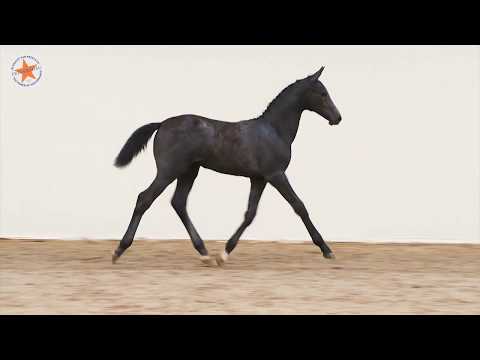 27. Colette Z (Cornet Obolensky x Connor) - www.prinsjesdag.eu