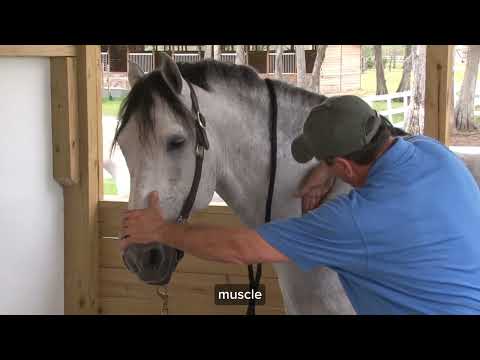 Under the Scapula Technique: Release Deep Muscle Tension for Better Mobility