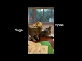 Sugar And Spice Gray Tabby Kittens 2019