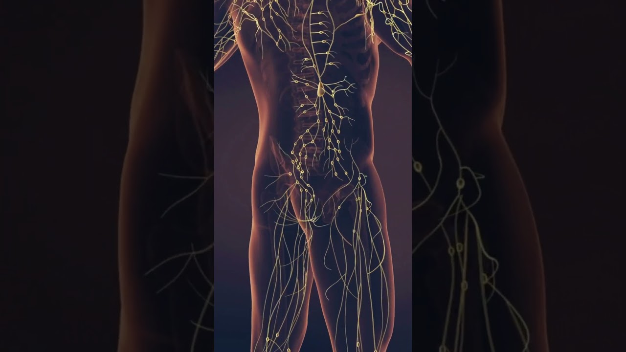 linfonodos #curiosidades #imunologia #hematologia #anatomy