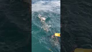 Lake Michigan King Salmon…wire divers doing damage 🤙 #salmonfishing #bloodrunfishing