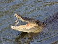 Facts The Saltwater Crocodile