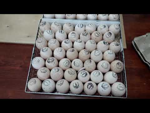 Сколько влезет индюшиных яйц хайбрид конвектор в инкубатор NBF 180