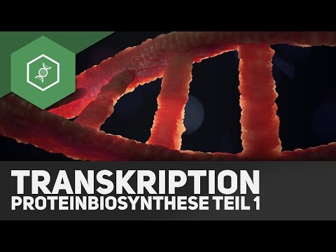 Die Transkription - Proteinbiosynthese Teil 1