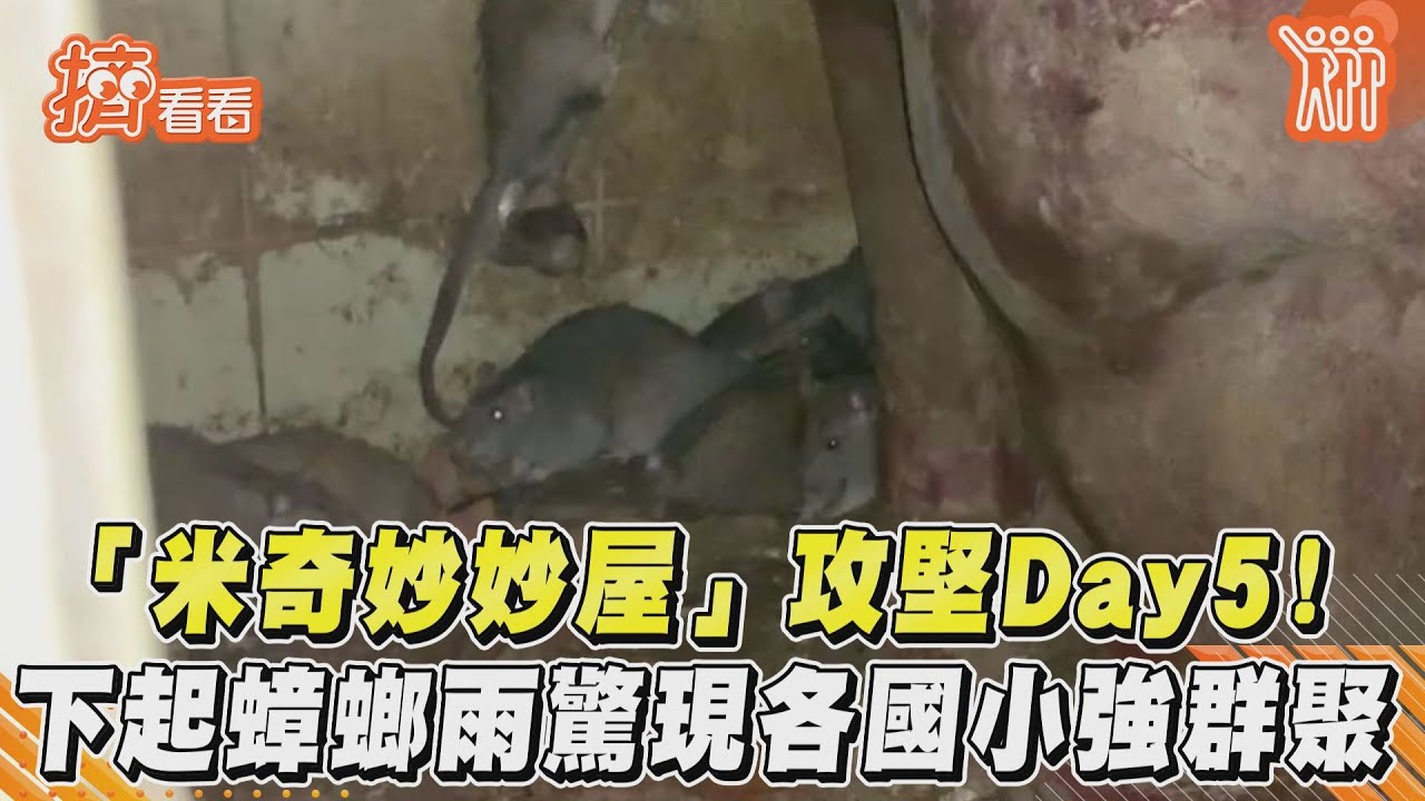直擊/鼠窩終局之戰!米奇世家、蟑螂雨齊發 爬身竄衣褲