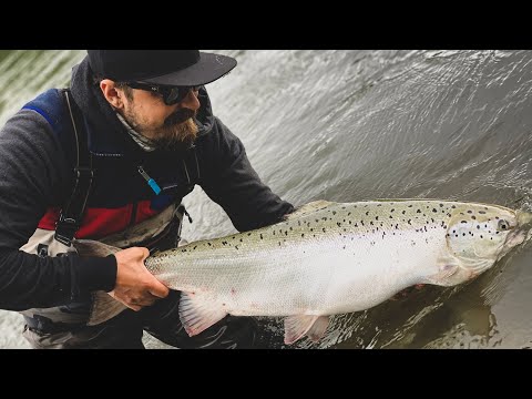 Kuulumisia Kymijoelta #14 - "Kotijoki toimittaa" | Lohenkalastusta Kymijoella