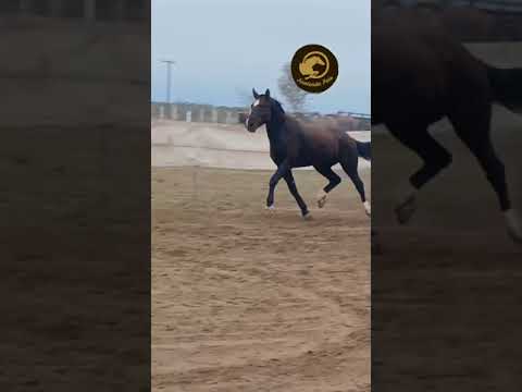 pialada de potros , rueda, La Reforma La Pampa