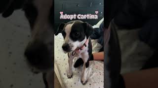 Video preview image #1 Jack Russell Terrier-Unknown Mix Puppy For Sale in Rockaway, NJ, USA